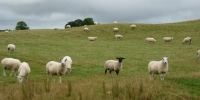 pecore irlandesi