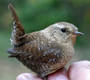 winter wren
